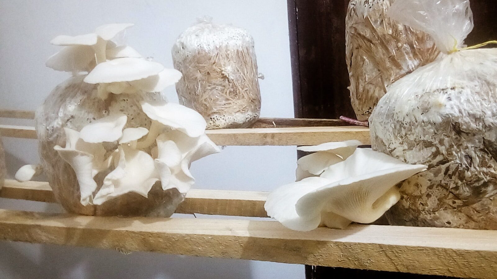 White oyster mushrooms fruiting from indoor grow bags on wooden shelves.